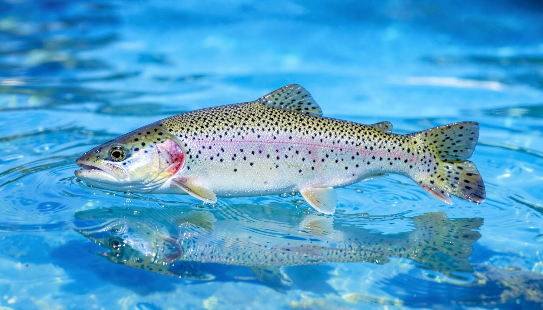Ikan trout besar dengan tubuh keperakan dan bintik-bintik gelap di sepanjang sisi, berenang di air danau yang jernih kebiruan
